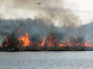 Rietbrand tussen twiskemolen en a10noord